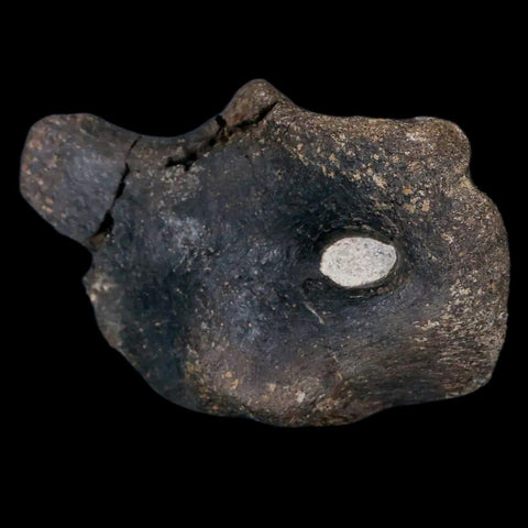 3.9" Hypacrosaurus Dinosaur Fossil Coracoid Bone Two Medicine FM Cretaceous MT COA - Fossil Age Minerals