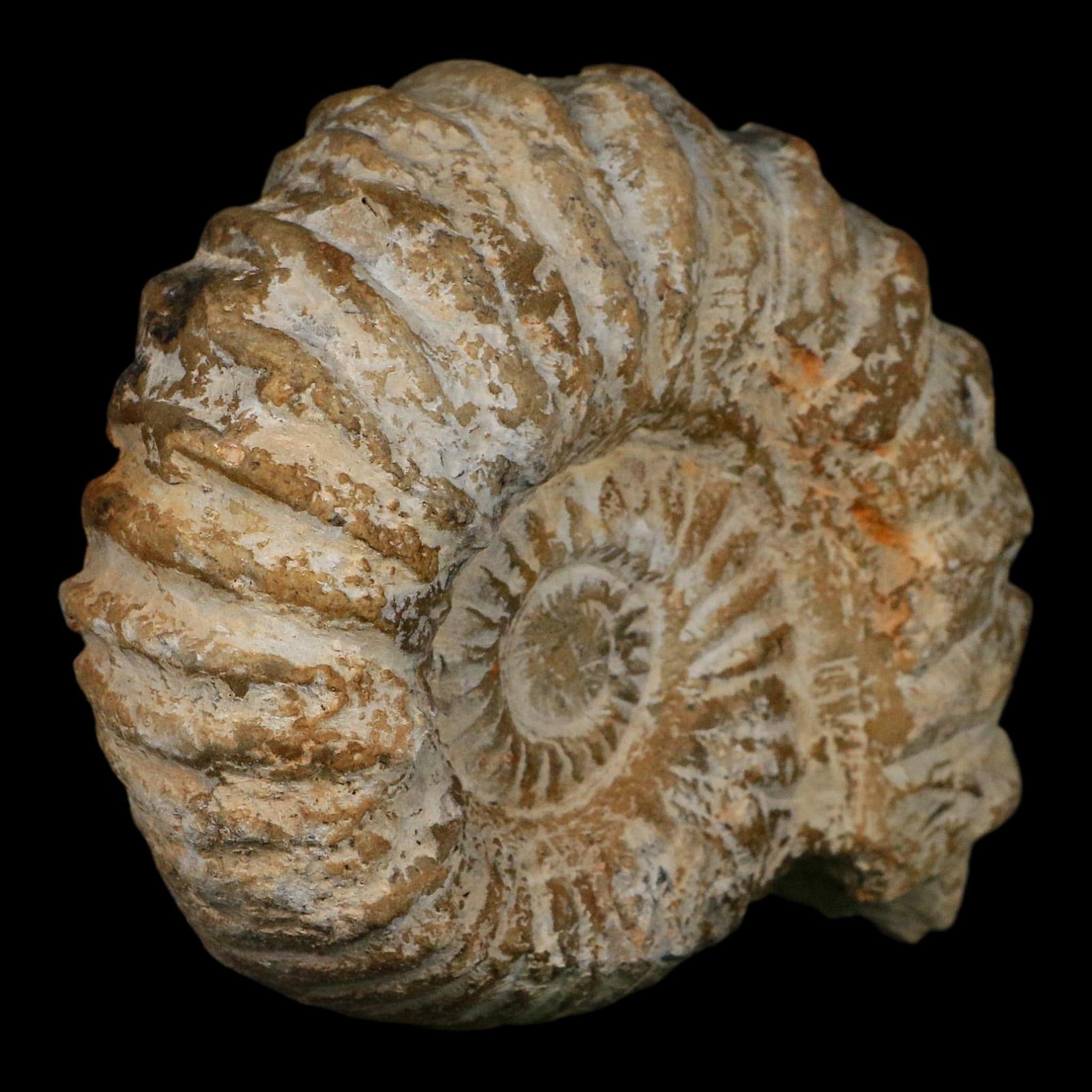 5" Acanthoceras Ammonite Fossil Agadir Morocco 360 Million Year Old COA - Fossil Age Minerals