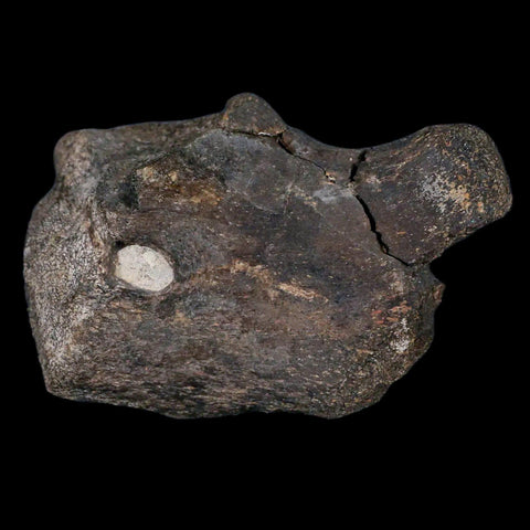 3.9" Hypacrosaurus Dinosaur Fossil Coracoid Bone Two Medicine FM Cretaceous MT COA - Fossil Age Minerals