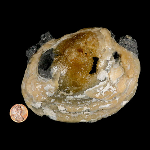 4.8" Mercenaria Permagna Clam Fossil Golden Calcite Crystal Rucks Pit Florida - Fossil Age Minerals