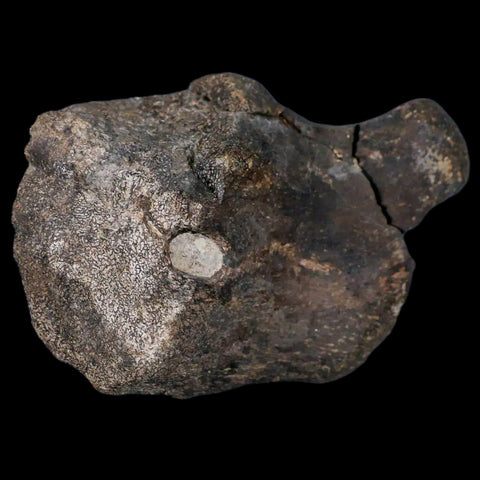 3.9" Hypacrosaurus Dinosaur Fossil Coracoid Bone Two Medicine FM Cretaceous MT COA - Fossil Age Minerals