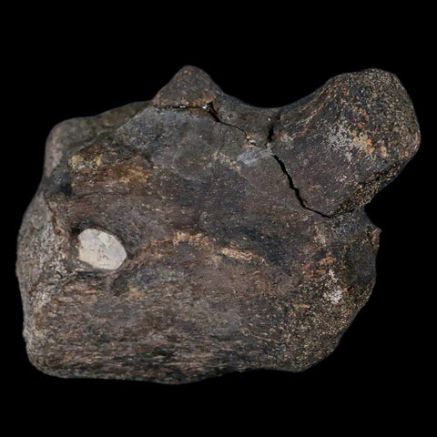 3.9" Hypacrosaurus Dinosaur Fossil Coracoid Bone Two Medicine FM Cretaceous MT COA - Fossil Age Minerals