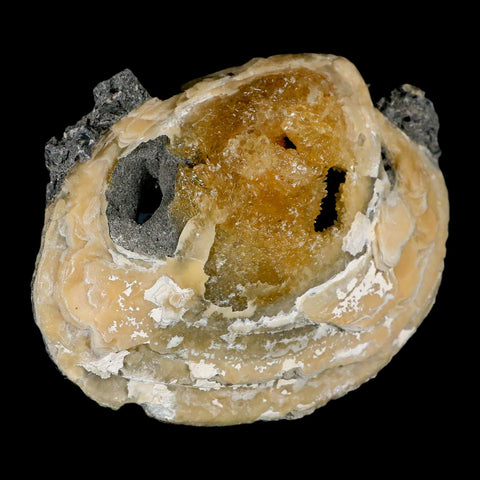 4.8" Mercenaria Permagna Clam Fossil Golden Calcite Crystal Rucks Pit Florida - Fossil Age Minerals