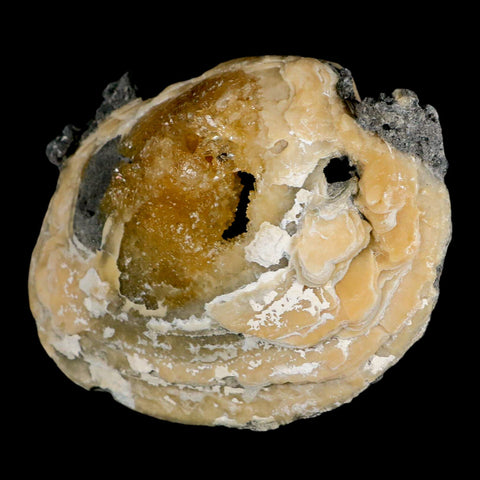 4.8" Mercenaria Permagna Clam Fossil Golden Calcite Crystal Rucks Pit Florida - Fossil Age Minerals