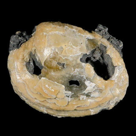 4.8" Mercenaria Permagna Clam Fossil Golden Calcite Crystal Rucks Pit Florida