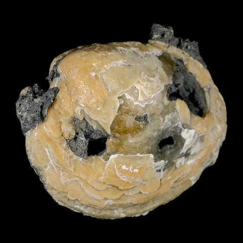 4.8" Mercenaria Permagna Clam Fossil Golden Calcite Crystal Rucks Pit Florida - Fossil Age Minerals