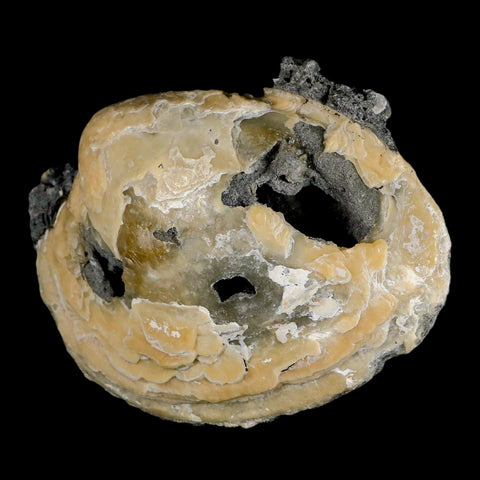 4.8" Mercenaria Permagna Clam Fossil Golden Calcite Crystal Rucks Pit Florida - Fossil Age Minerals