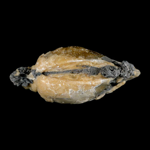 4.8" Mercenaria Permagna Clam Fossil Golden Calcite Crystal Rucks Pit Florida - Fossil Age Minerals