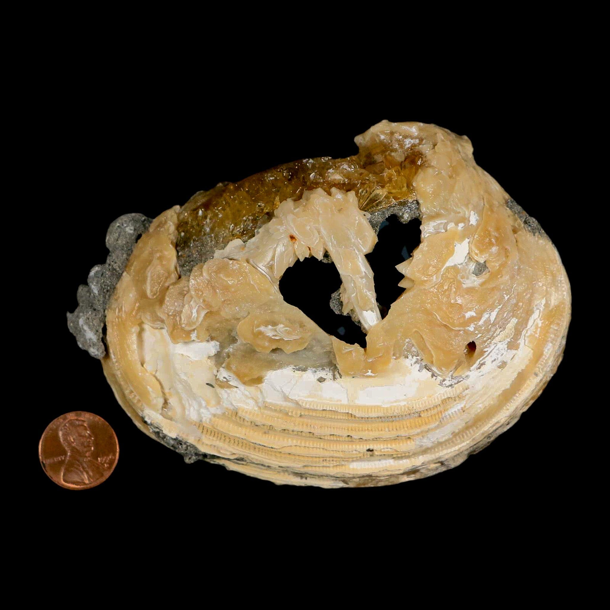4.5" Mercenaria Permagna Clam Fossil Golden Calcite Crystal Rucks Pit Florida - Fossil Age Minerals
