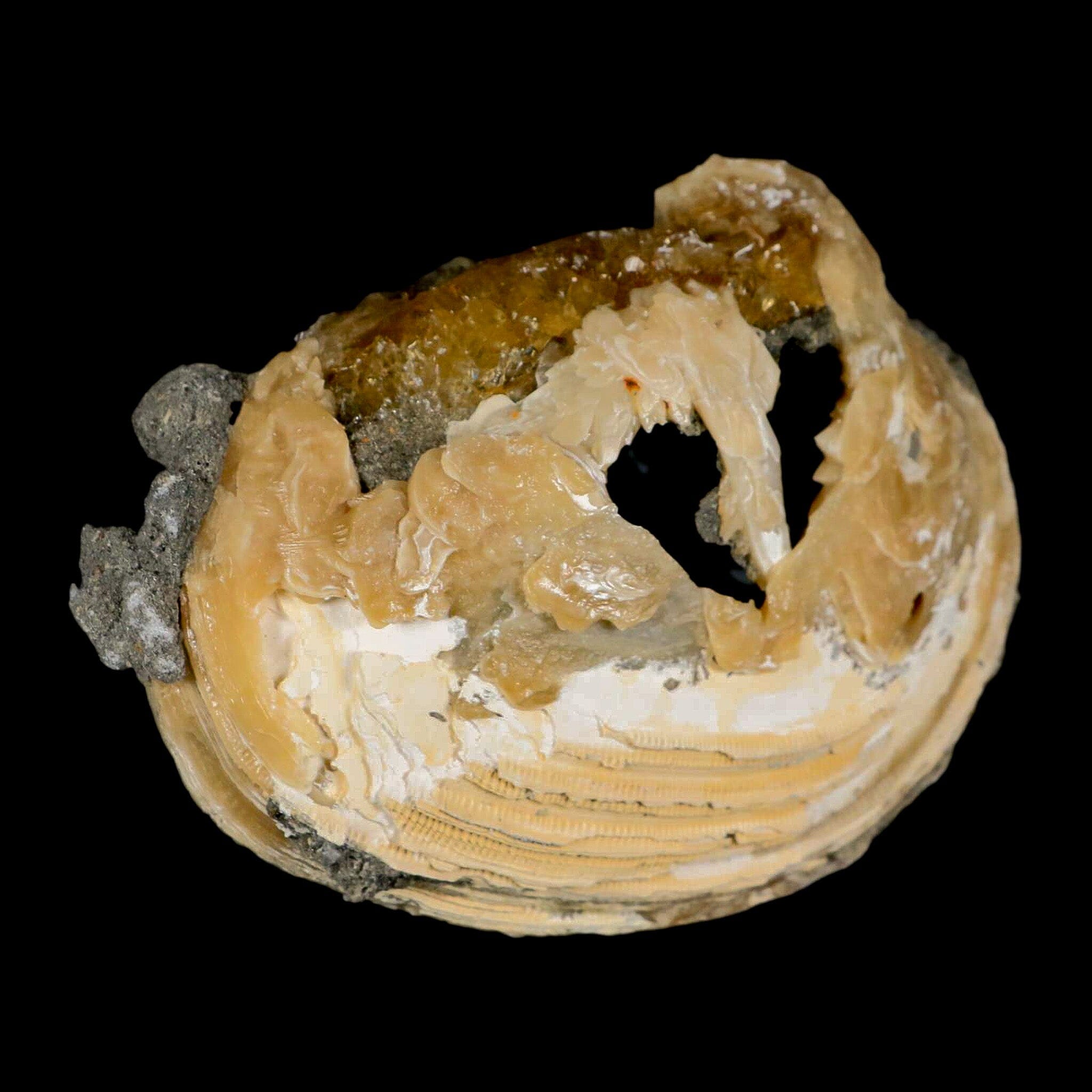 4.5" Mercenaria Permagna Clam Fossil Golden Calcite Crystal Rucks Pit Florida - Fossil Age Minerals