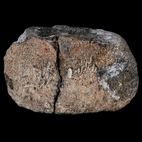 4.2" Hypacrosaurus Dinosaur Fossil Vertebrae Two Medicine FM Cretaceous MT COA - Fossil Age Minerals