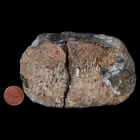 4.2" Hypacrosaurus Dinosaur Fossil Vertebrae Two Medicine FM Cretaceous MT COA - Fossil Age Minerals