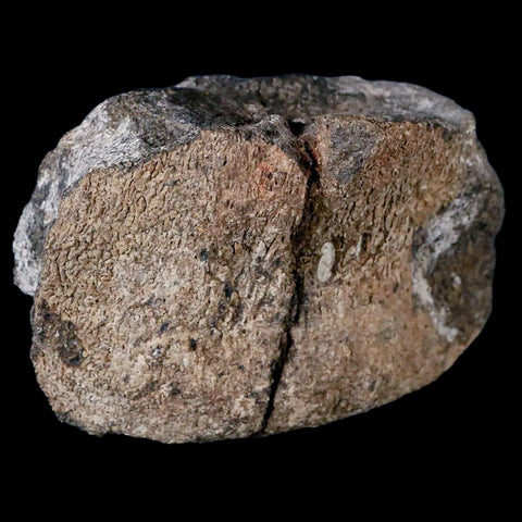 4.2" Hypacrosaurus Dinosaur Fossil Vertebrae Two Medicine FM Cretaceous MT COA - Fossil Age Minerals