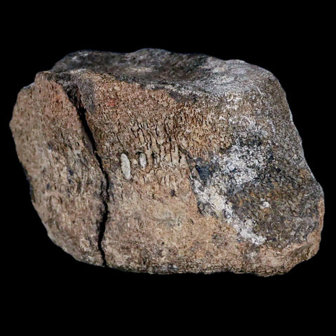 4.2" Hypacrosaurus Dinosaur Fossil Vertebrae Two Medicine FM Cretaceous MT COA - Fossil Age Minerals