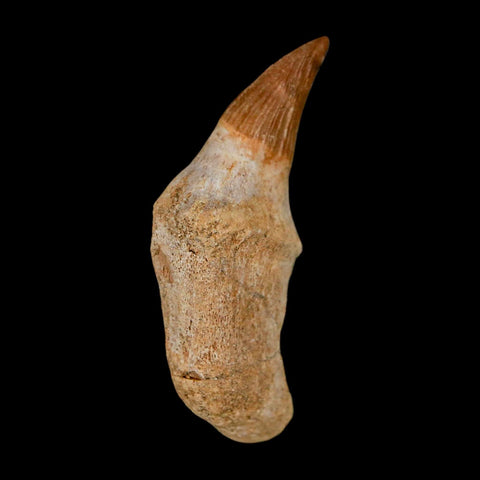 2.1" Mosasaur Platecarpus Fossil Tooth Rooted Cretaceous Dinosaur Era COA - Fossil Age Minerals