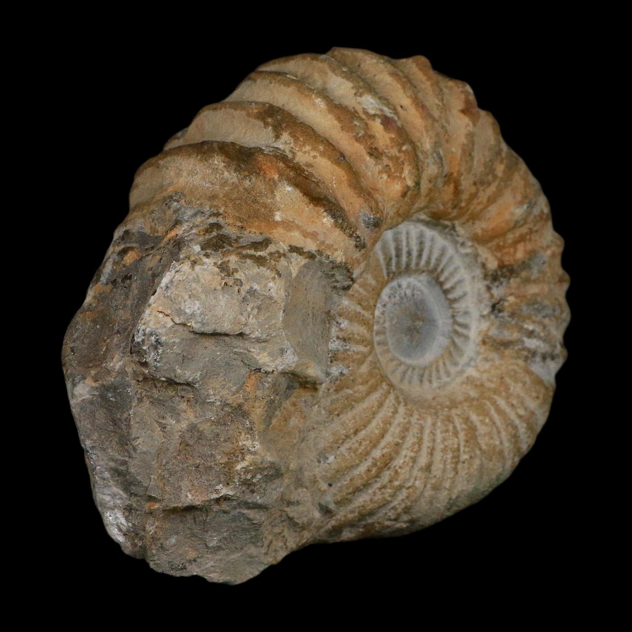 4.8" Acanthoceras Ammonite Fossil Agadir Morocco 360 Million Year Old COA - Fossil Age Minerals