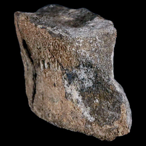 4.2" Hypacrosaurus Dinosaur Fossil Vertebrae Two Medicine FM Cretaceous MT COA - Fossil Age Minerals