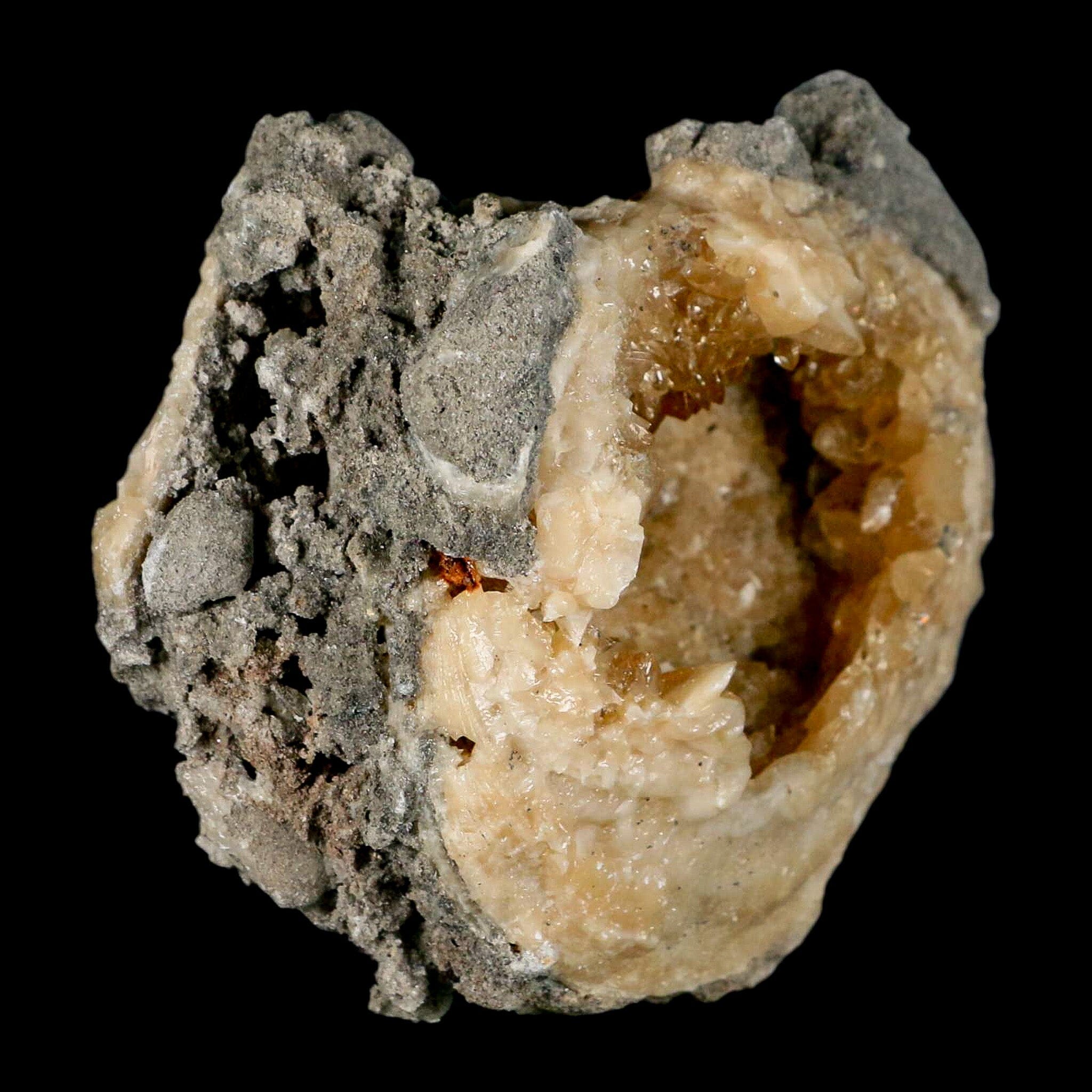 4" Mercenaria Permagna Clam Fossil Golden Calcite Crystal Rucks Pit Florida - Fossil Age Minerals
