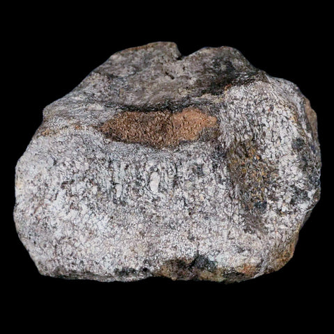 4.2" Hypacrosaurus Dinosaur Fossil Vertebrae Two Medicine FM Cretaceous MT COA - Fossil Age Minerals