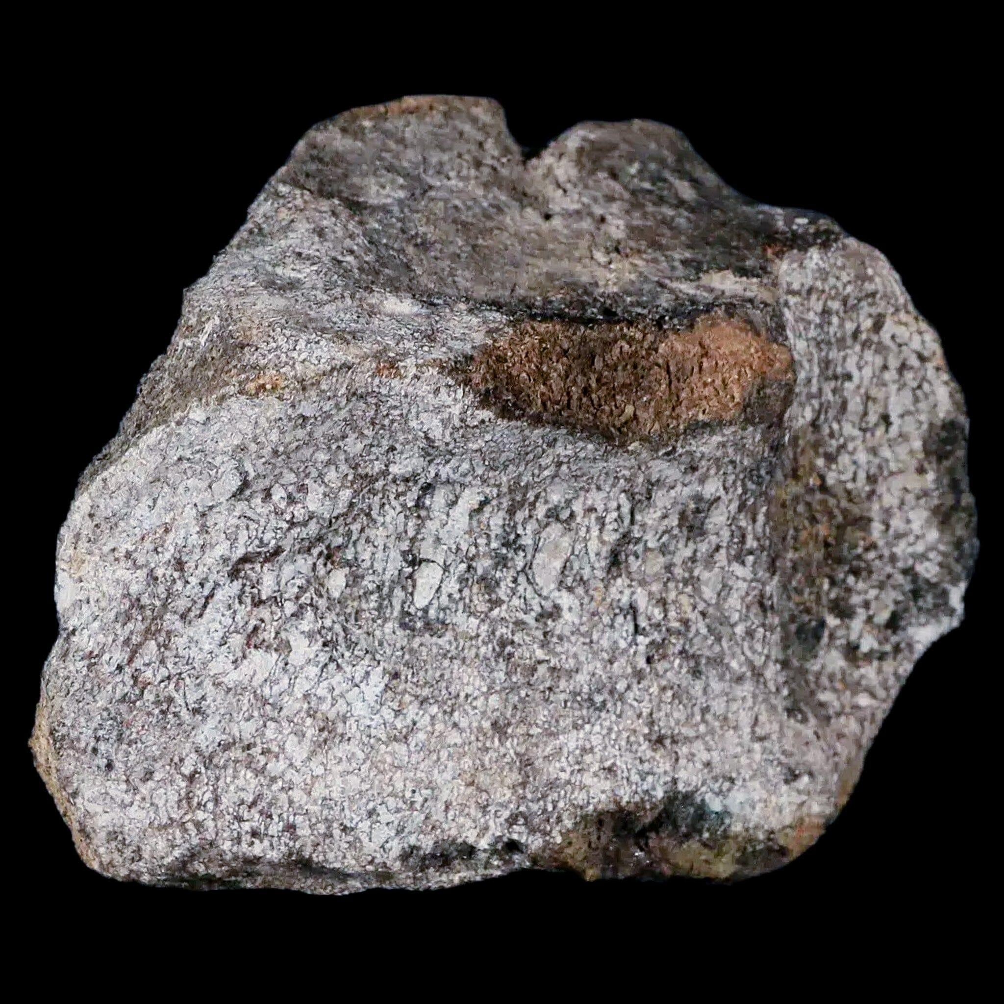4.2" Hypacrosaurus Dinosaur Fossil Vertebrae Two Medicine FM Cretaceous MT COA - Fossil Age Minerals