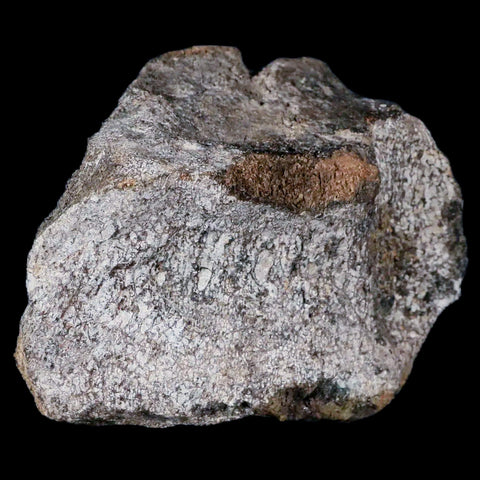 4.2" Hypacrosaurus Dinosaur Fossil Vertebrae Two Medicine FM Cretaceous MT COA - Fossil Age Minerals