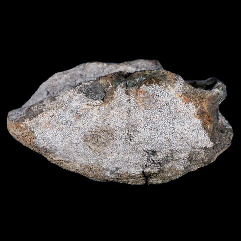 4.2" Hypacrosaurus Dinosaur Fossil Vertebrae Two Medicine FM Cretaceous MT COA - Fossil Age Minerals