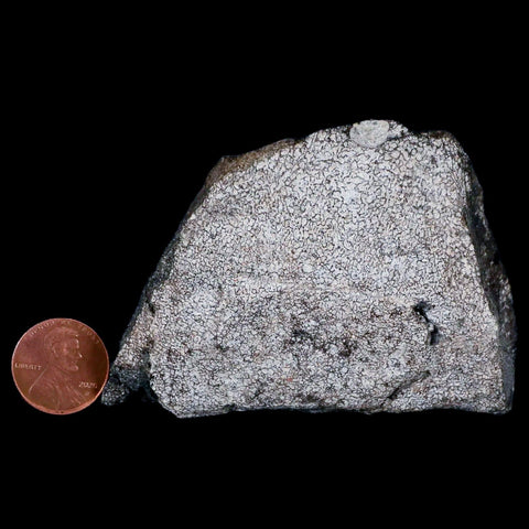 3.1" Hypacrosaurus Dinosaur Fossil Vertebrae Two Medicine FM Cretaceous MT COA - Fossil Age Minerals