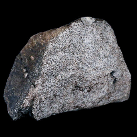 3.1" Hypacrosaurus Dinosaur Fossil Vertebrae Two Medicine FM Cretaceous MT COA - Fossil Age Minerals