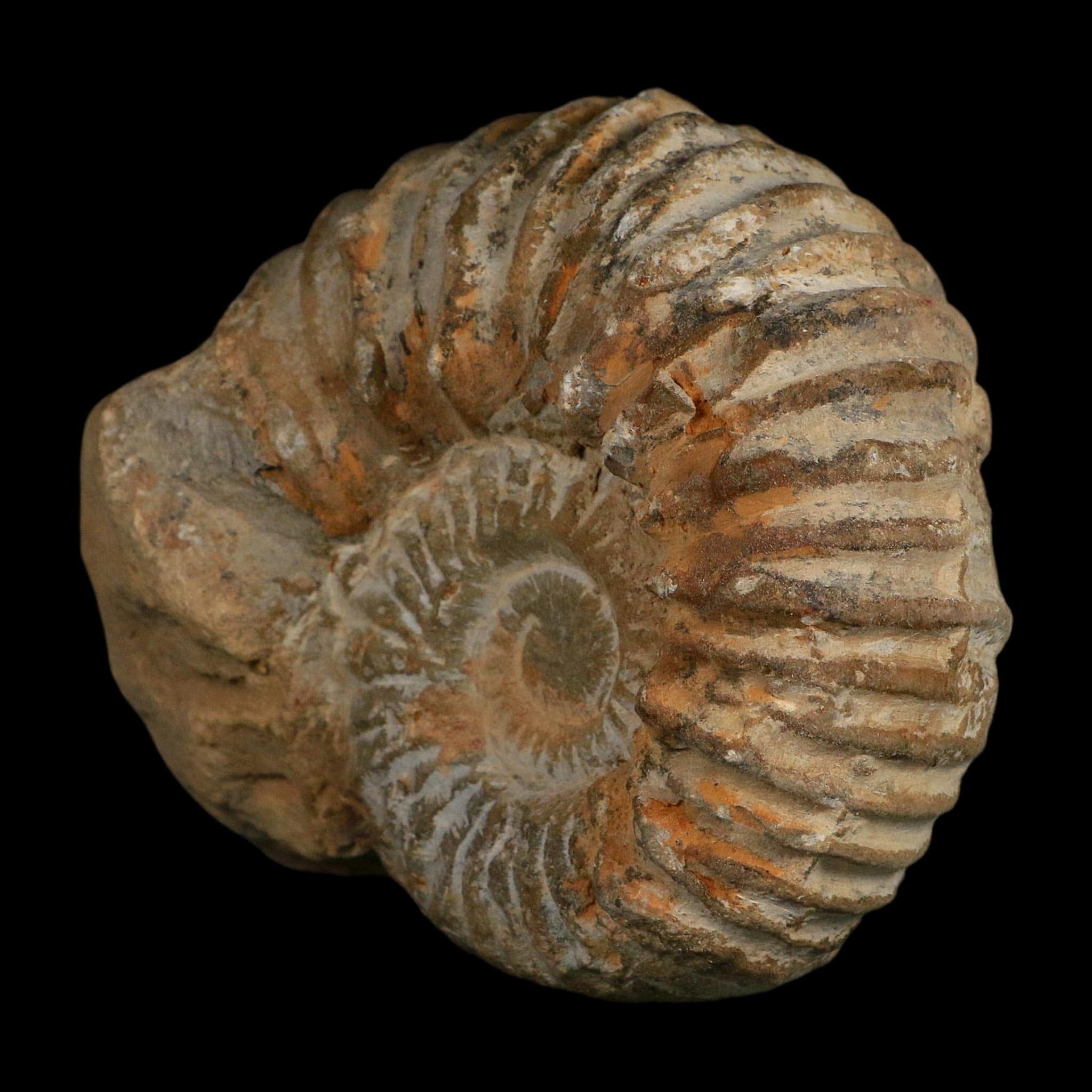 5.4" Acanthoceras Ammonite Fossil Agadir Morocco 360 Million Year Old COA - Fossil Age Minerals