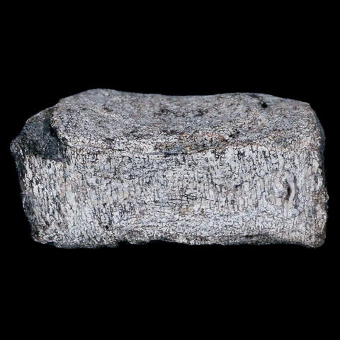 3.1" Hypacrosaurus Dinosaur Fossil Vertebrae Two Medicine FM Cretaceous MT COA - Fossil Age Minerals