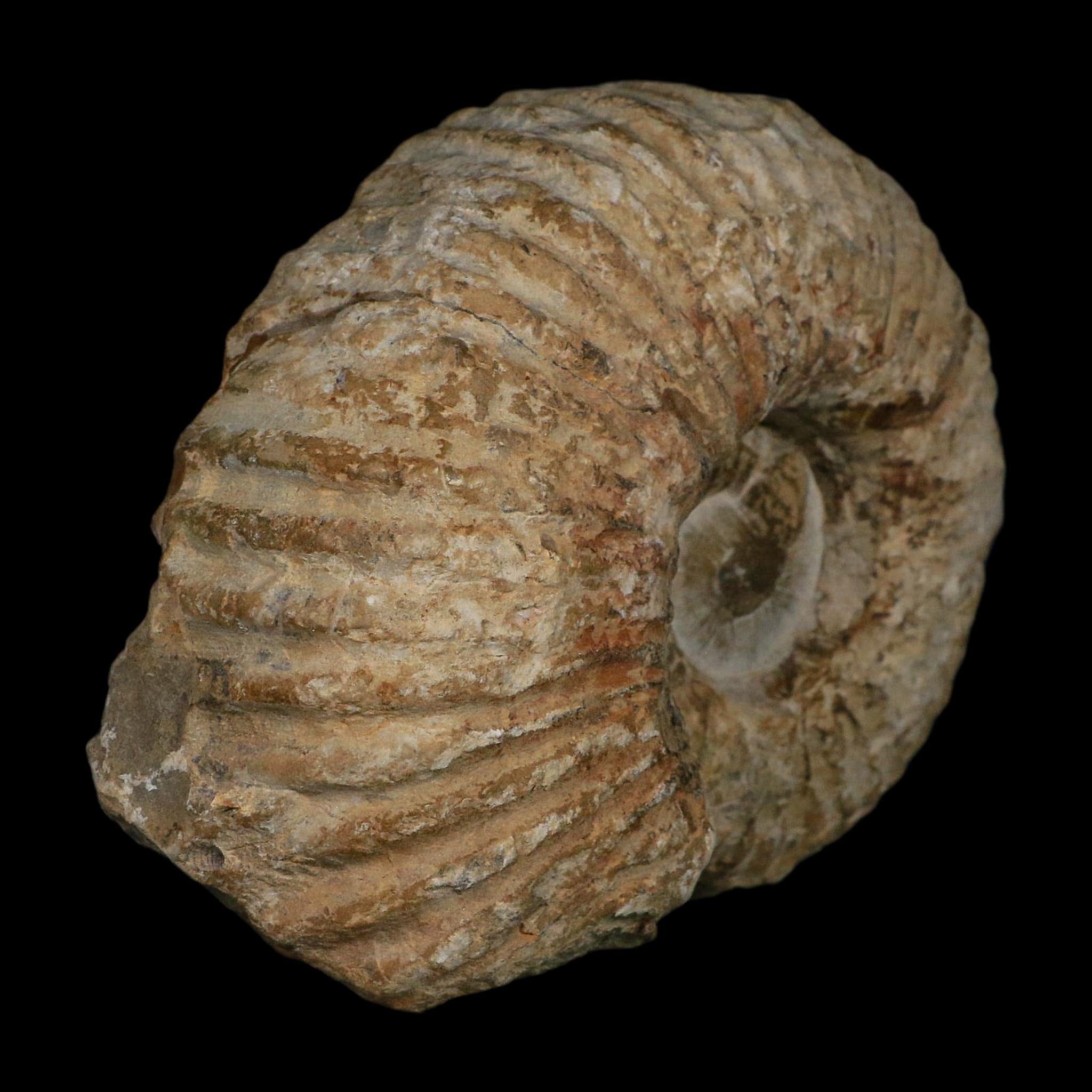 5.9" Acanthoceras Ammonite Fossil Agadir Morocco 360 Million Year Old COA - Fossil Age Minerals