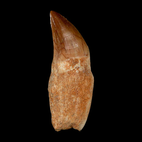 2.1" Mosasaur Prognathodon Anceps Fossil Tooth Rooted Cretaceous Dinosaur Era COA - Fossil Age Minerals