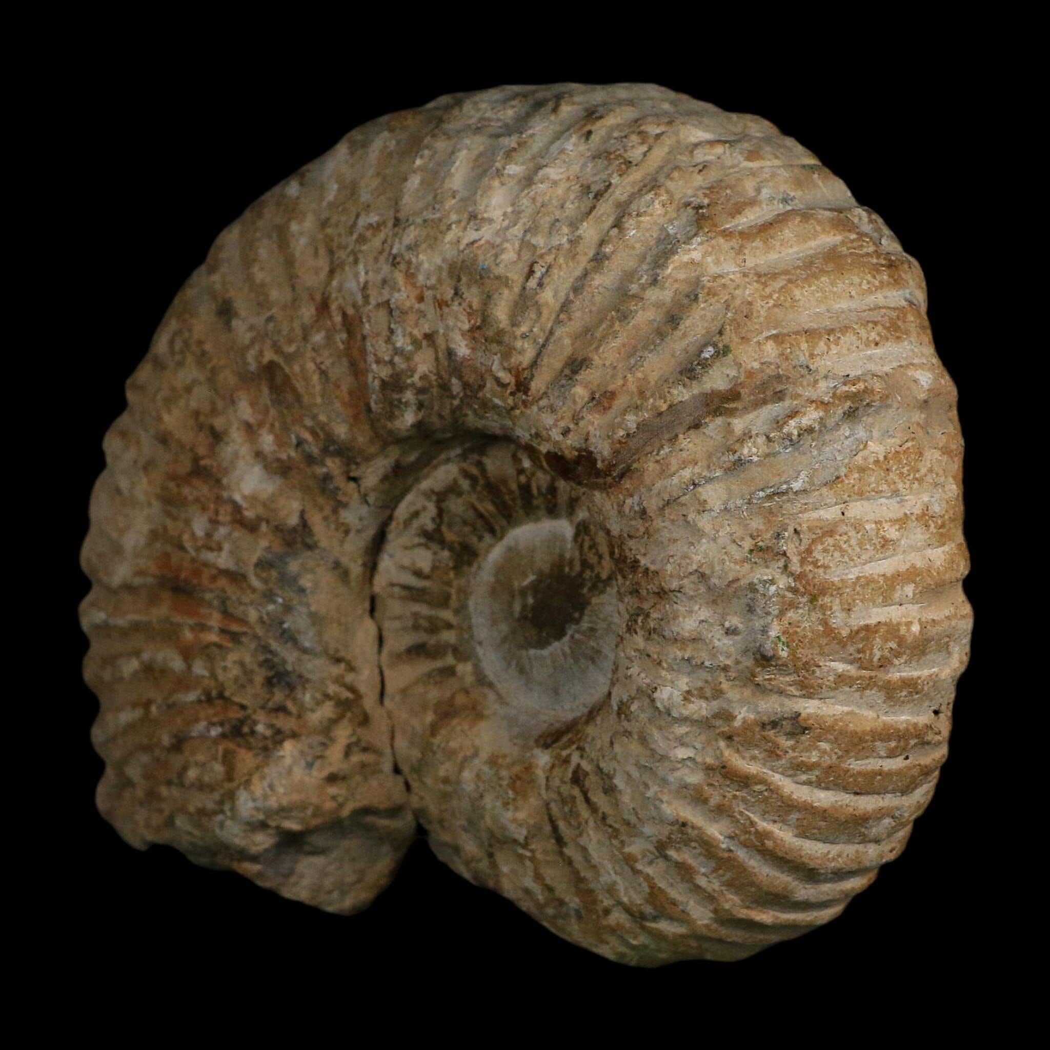 5.9" Acanthoceras Ammonite Fossil Agadir Morocco 360 Million Year Old COA - Fossil Age Minerals