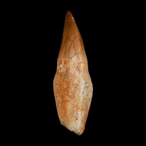 2.1" Mosasaur Prognathodon Anceps Fossil Tooth Rooted Cretaceous Dinosaur Era COA - Fossil Age Minerals