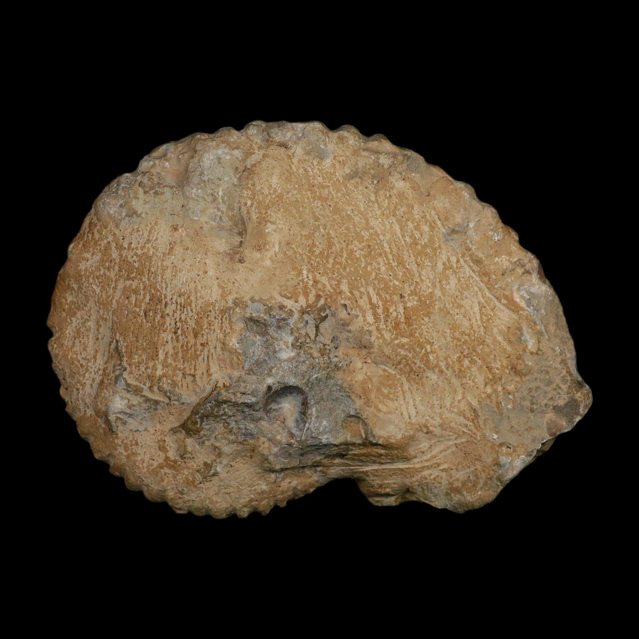 5.9" Acanthoceras Ammonite Fossil Agadir Morocco 360 Million Year Old COA - Fossil Age Minerals