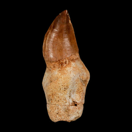 2.3" Mosasaur Prognathodon Anceps Fossil Tooth Rooted Cretaceous Dinosaur Era COA
