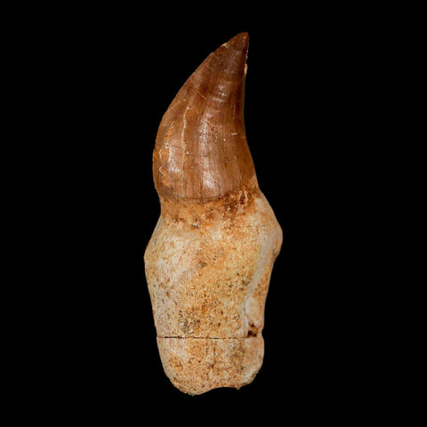 2.3" Mosasaur Prognathodon Anceps Fossil Tooth Rooted Cretaceous Dinosaur Era COA - Fossil Age Minerals