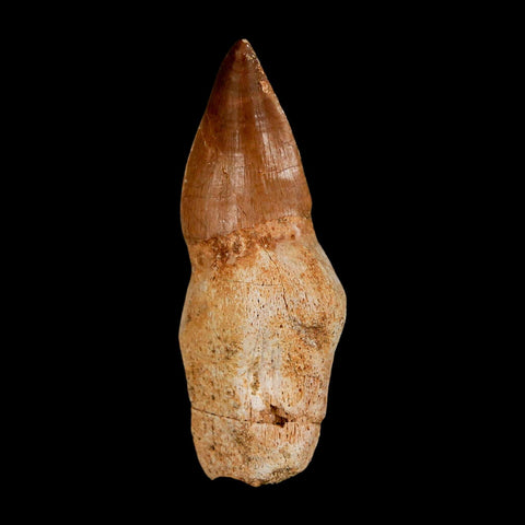 2.3" Mosasaur Prognathodon Anceps Fossil Tooth Rooted Cretaceous Dinosaur Era COA - Fossil Age Minerals