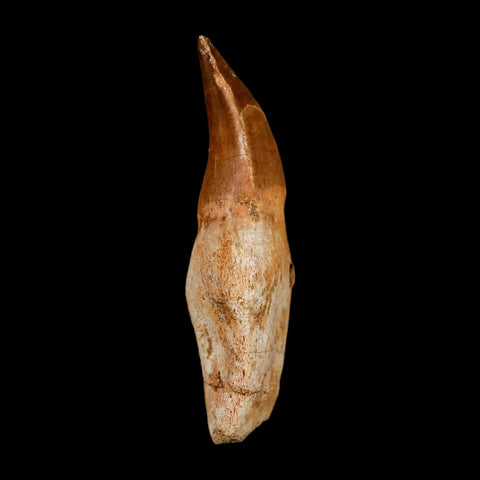 2.3" Mosasaur Prognathodon Anceps Fossil Tooth Rooted Cretaceous Dinosaur Era COA - Fossil Age Minerals