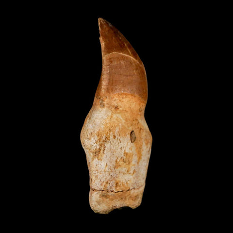 2.3" Mosasaur Prognathodon Anceps Fossil Tooth Rooted Cretaceous Dinosaur Era COA - Fossil Age Minerals