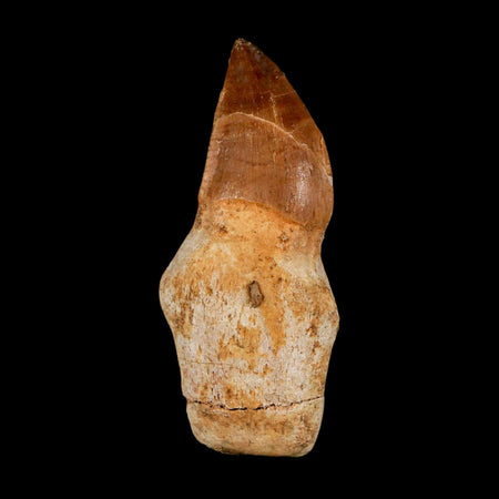 2.3" Mosasaur Prognathodon Anceps Fossil Tooth Rooted Cretaceous Dinosaur Era COA