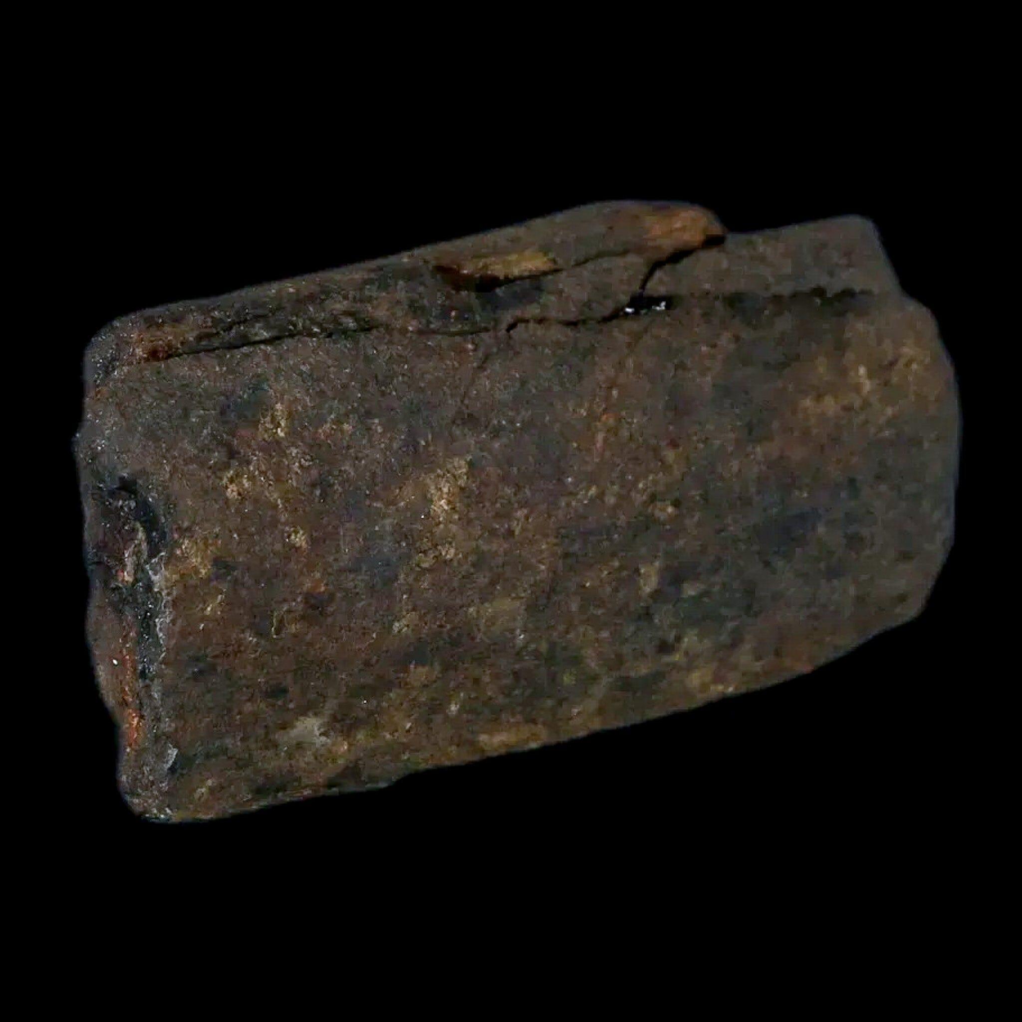 3.4" Hypacrosaurus Dinosaur Fossil Rib Bone Two Medicine FM Cretaceous MT COA - Fossil Age Minerals