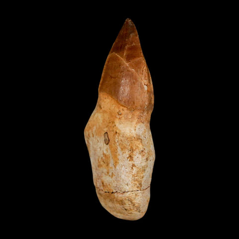 2.3" Mosasaur Prognathodon Anceps Fossil Tooth Rooted Cretaceous Dinosaur Era COA - Fossil Age Minerals