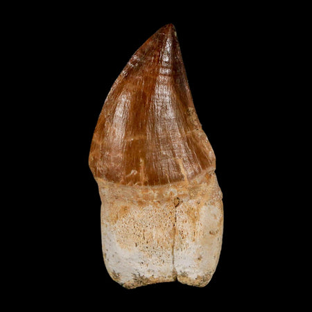 1.9" Mosasaur Prognathodon Anceps Fossil Tooth Rooted Cretaceous Dinosaur Era COA
