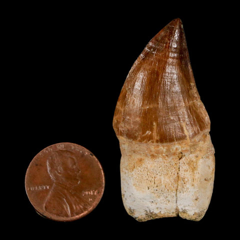 1.9" Mosasaur Prognathodon Anceps Fossil Tooth Rooted Cretaceous Dinosaur Era COA - Fossil Age Minerals