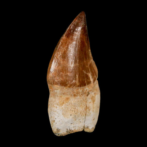 1.9" Mosasaur Prognathodon Anceps Fossil Tooth Rooted Cretaceous Dinosaur Era COA - Fossil Age Minerals