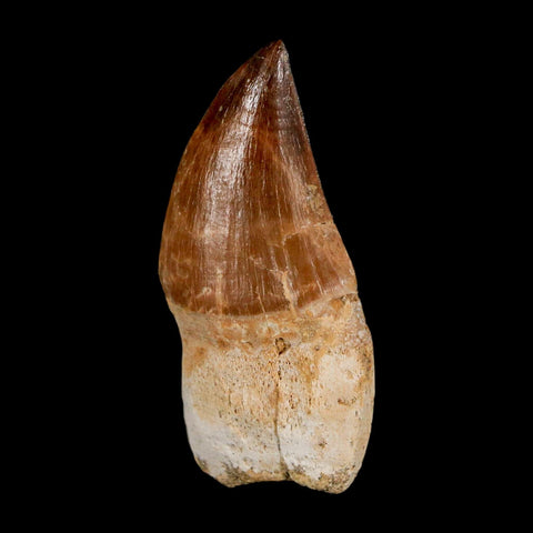 1.9" Mosasaur Prognathodon Anceps Fossil Tooth Rooted Cretaceous Dinosaur Era COA - Fossil Age Minerals