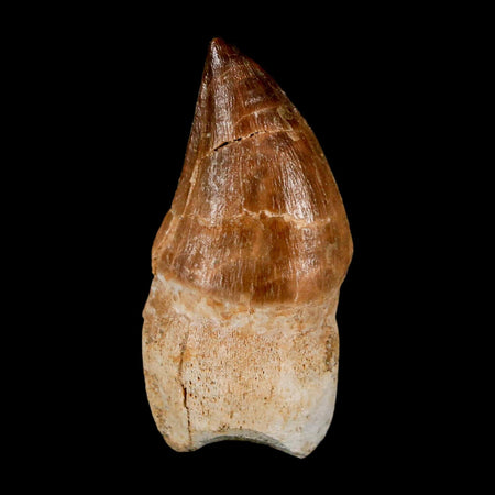 1.9" Mosasaur Prognathodon Anceps Fossil Tooth Rooted Cretaceous Dinosaur Era COA