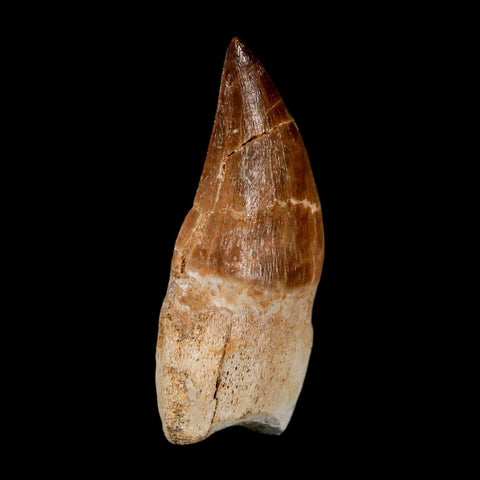 1.9" Mosasaur Prognathodon Anceps Fossil Tooth Rooted Cretaceous Dinosaur Era COA - Fossil Age Minerals