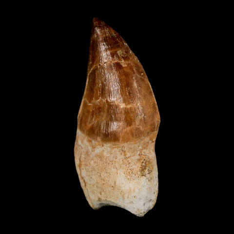 1.9" Mosasaur Prognathodon Anceps Fossil Tooth Rooted Cretaceous Dinosaur Era COA - Fossil Age Minerals